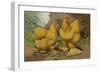 Chickens: Buff Cochins-Lewis Wright-Framed Art Print