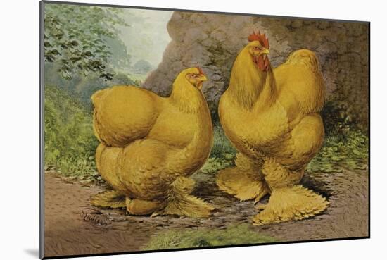 Chickens: Buff Cochins-Lewis Wright-Mounted Art Print