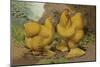 Chickens: Buff Cochins-Lewis Wright-Mounted Art Print