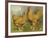 Chickens: Buff Orpingtons-Lewis Wright-Framed Art Print