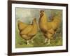 Chickens: Buff Orpingtons-Lewis Wright-Framed Art Print