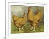 Chickens: Buff Orpingtons-Lewis Wright-Framed Art Print