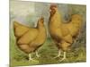 Chickens: Buff Orpingtons-Lewis Wright-Mounted Art Print