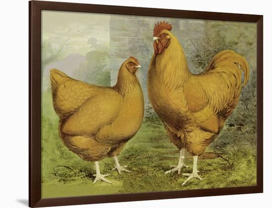 Chickens: Buff Orpingtons-Lewis Wright-Framed Art Print