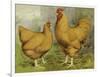 Chickens: Buff Orpingtons-Lewis Wright-Framed Art Print