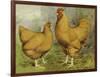 Chickens: Buff Orpingtons-Lewis Wright-Framed Art Print