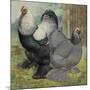 Chickens: Dark Brahmas-Lewis Wright-Mounted Art Print