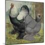 Chickens: Dark Brahmas-Lewis Wright-Mounted Art Print