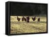 Chickens - Free Range Group in Evening Light-null-Framed Stretched Canvas