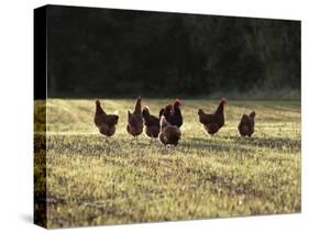 Chickens - Free Range Group in Evening Light-null-Stretched Canvas