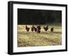 Chickens - Free Range Group in Evening Light-null-Framed Photographic Print