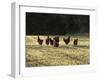Chickens - Free Range Group in Evening Light-null-Framed Photographic Print