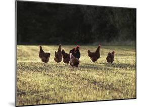 Chickens - Free Range Group in Evening Light-null-Mounted Photographic Print