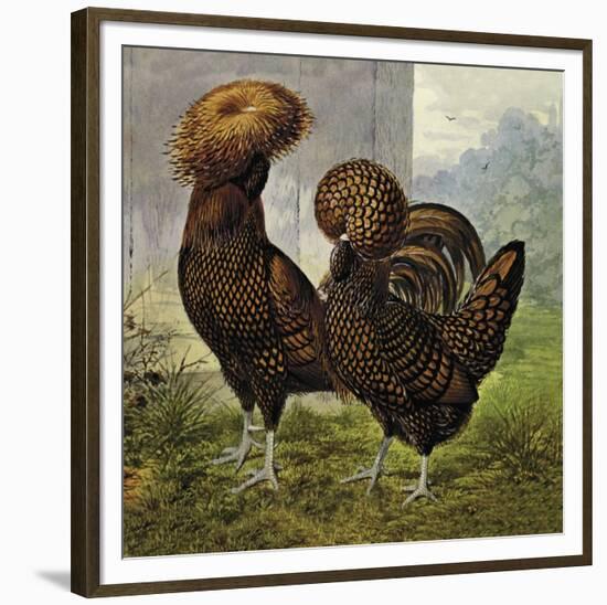 Chickens: Gold Spangled Polish-Lewis Wright-Framed Art Print