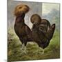 Chickens: Gold Spangled Polish-Lewis Wright-Mounted Art Print