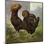 Chickens: Gold Spangled Polish-Lewis Wright-Mounted Art Print