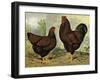 Chickens: Golden Wyandottes-Lewis Wright-Framed Art Print