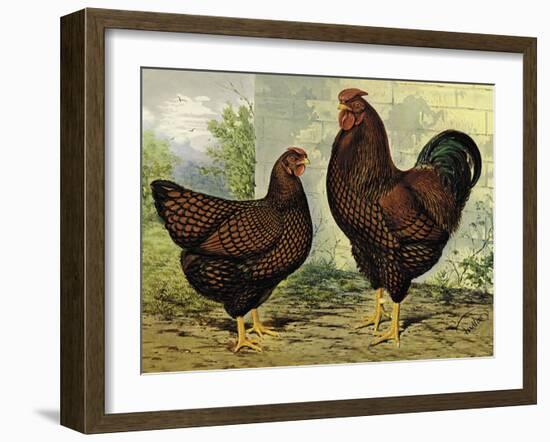 Chickens: Golden Wyandottes-Lewis Wright-Framed Art Print