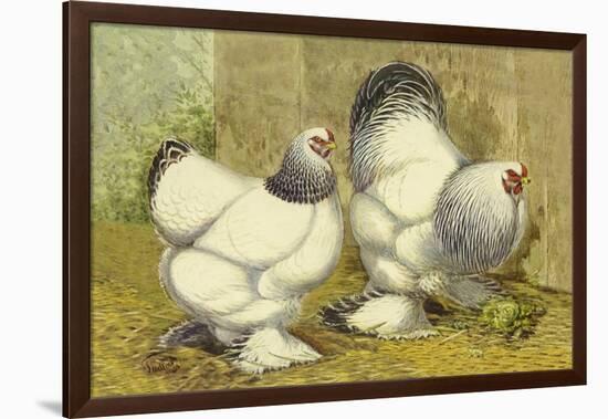 Chickens: Light Brahmas-Lewis Wright-Framed Art Print