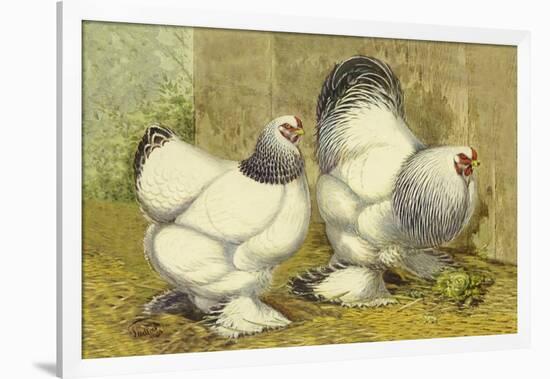 Chickens: Light Brahmas-Lewis Wright-Framed Art Print