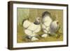 Chickens: Light Brahmas-Lewis Wright-Framed Art Print
