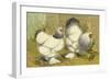 Chickens: Light Brahmas-Lewis Wright-Framed Art Print