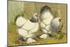 Chickens: Light Brahmas-Lewis Wright-Mounted Art Print