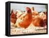 Chickens on Traditional Free Range Poultry Farm-monticello-Framed Stretched Canvas