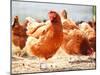 Chickens on Traditional Free Range Poultry Farm-monticello-Mounted Photographic Print