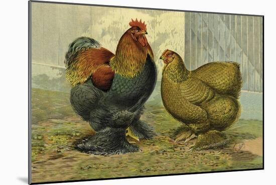 Chickens: Partridge Cochins-Lewis Wright-Mounted Art Print
