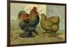 Chickens: Partridge Cochins-Lewis Wright-Framed Art Print