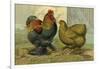 Chickens: Partridge Cochins-Lewis Wright-Framed Art Print