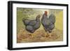 Chickens: Plymouth Rocks-Lewis Wright-Framed Art Print