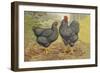 Chickens: Plymouth Rocks-Lewis Wright-Framed Art Print