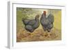 Chickens: Plymouth Rocks-Lewis Wright-Framed Art Print