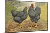 Chickens: Plymouth Rocks-Lewis Wright-Mounted Art Print