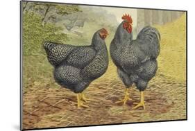 Chickens: Plymouth Rocks-Lewis Wright-Mounted Art Print