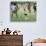 Chickens Run to Avoid a Soccer Game Played by Children from Lolovoli Village on the Island of Ambae-null-Premium Photographic Print displayed on a wall