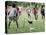 Chickens Run to Avoid a Soccer Game Played by Children from Lolovoli Village on the Island of Ambae-null-Stretched Canvas