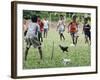 Chickens Run to Avoid a Soccer Game Played by Children from Lolovoli Village on the Island of Ambae-null-Framed Photographic Print