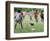 Chickens Run to Avoid a Soccer Game Played by Children from Lolovoli Village on the Island of Ambae-null-Framed Photographic Print