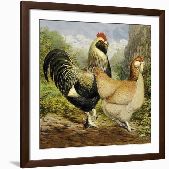 Chickens: Salmon Faverolles-Lewis Wright-Framed Art Print