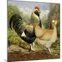 Chickens: Salmon Faverolles-Lewis Wright-Mounted Art Print