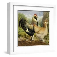 Chickens: Salmon Faverolles-Lewis Wright-Framed Art Print