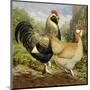 Chickens: Salmon Faverolles-Lewis Wright-Mounted Art Print
