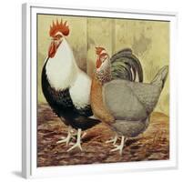 Chickens: Silver-Grey Dorkings-Lewis Wright-Framed Art Print