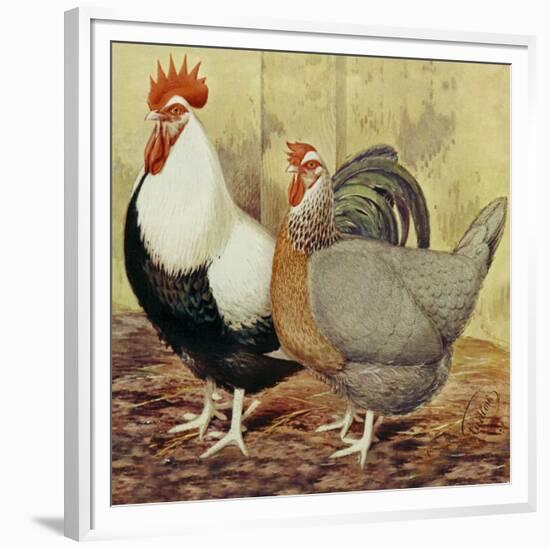 Chickens: Silver-Grey Dorkings-Lewis Wright-Framed Art Print