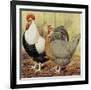 Chickens: Silver-Grey Dorkings-Lewis Wright-Framed Art Print