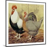 Chickens: Silver-Grey Dorkings-Lewis Wright-Mounted Art Print