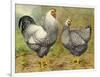 Chickens: Silver Laced Wyandottes-Lewis Wright-Framed Art Print